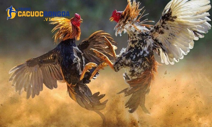 Cuộc đối đầu mãn nhãn của những chiến kê Cuộc đối đầu mãn nhãn của những chiến kê